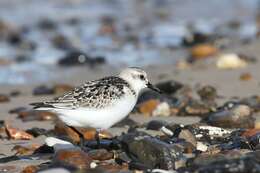 Image de Calidris Merrem 1804