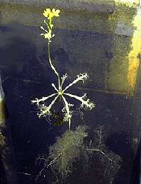 Image of Swollen Bladderwort