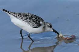 Image of Calidris Merrem 1804