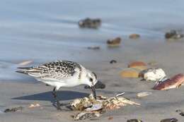 Image of Calidris Merrem 1804