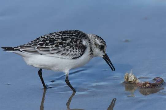 Image of Calidris Merrem 1804