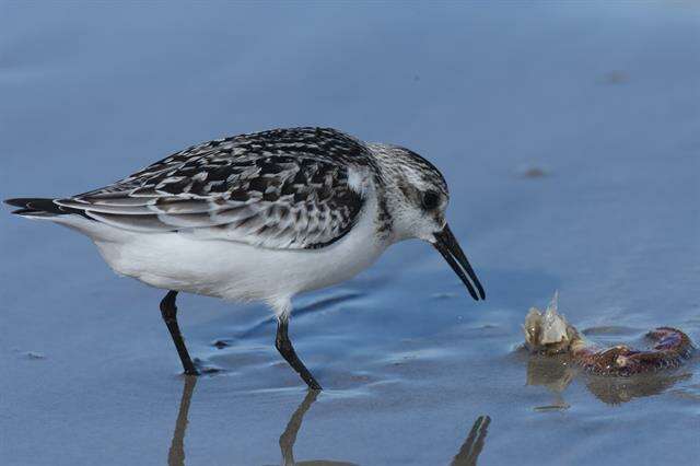 Image of Calidris Merrem 1804