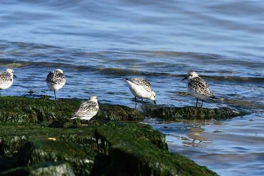 Image of Calidris Merrem 1804