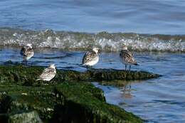 Image of Calidris Merrem 1804