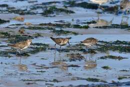 Image of Calidris Merrem 1804