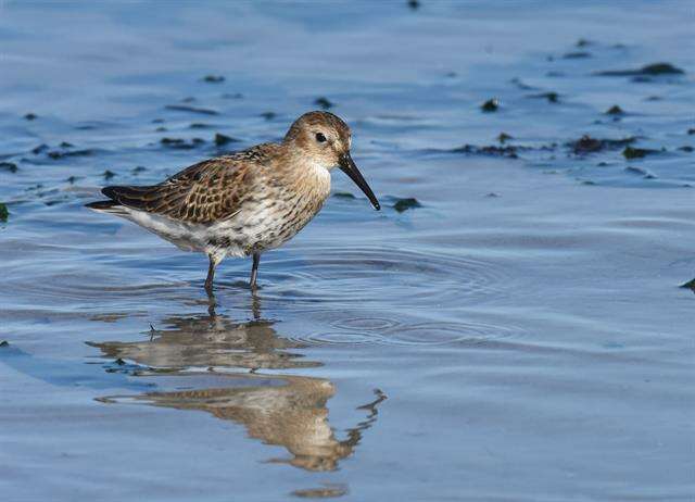 Imagem de Calidris Merrem 1804