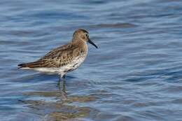 Imagem de Calidris Merrem 1804