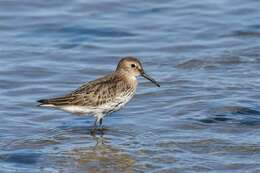 Imagem de Calidris Merrem 1804