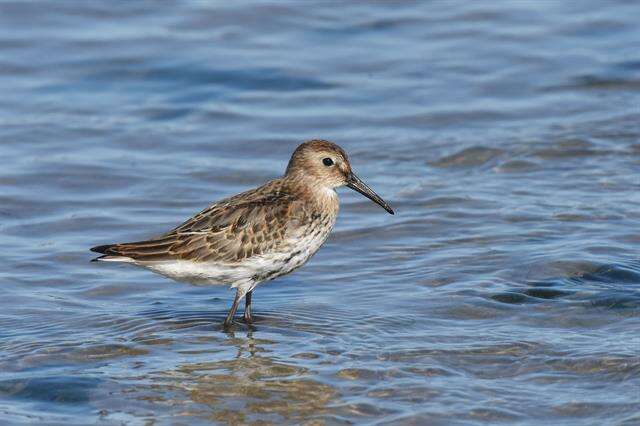 Imagem de Calidris Merrem 1804