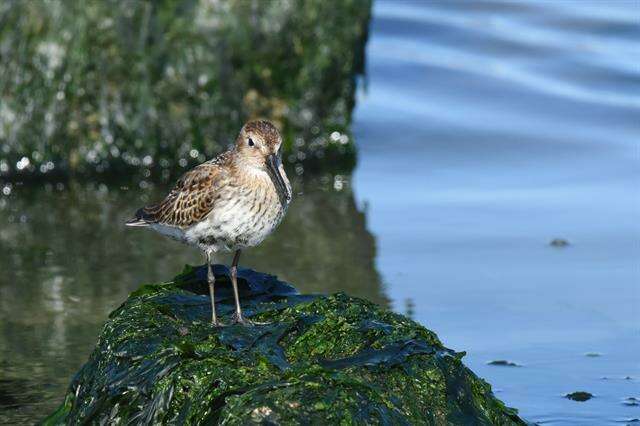 Imagem de Calidris Merrem 1804