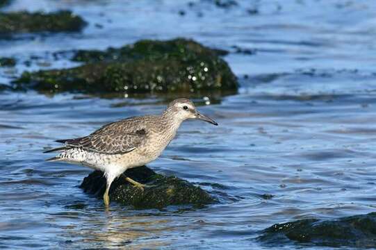 Image of Calidris Merrem 1804