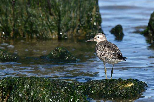 Image of Calidris Merrem 1804