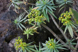 Image of Euphorbia piscatoria Aiton