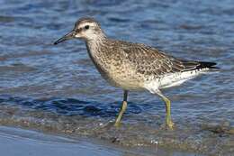 Image of Calidris Merrem 1804