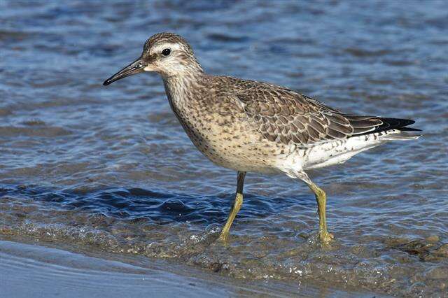 Image of Calidris Merrem 1804