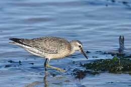 Image of Calidris Merrem 1804