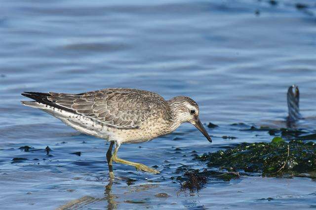 Image of Calidris Merrem 1804