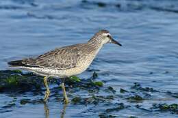 Image of Calidris Merrem 1804