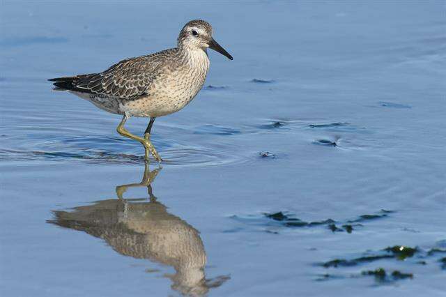 Image of Calidris Merrem 1804