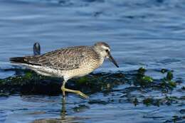 Image of Calidris Merrem 1804