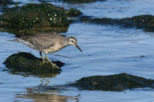 Image of Calidris Merrem 1804