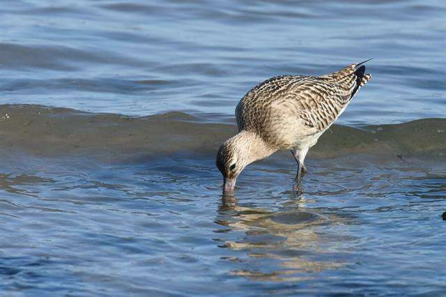 Image of Limosa Brisson 1760