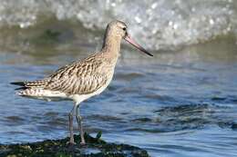 Image of Limosa Brisson 1760