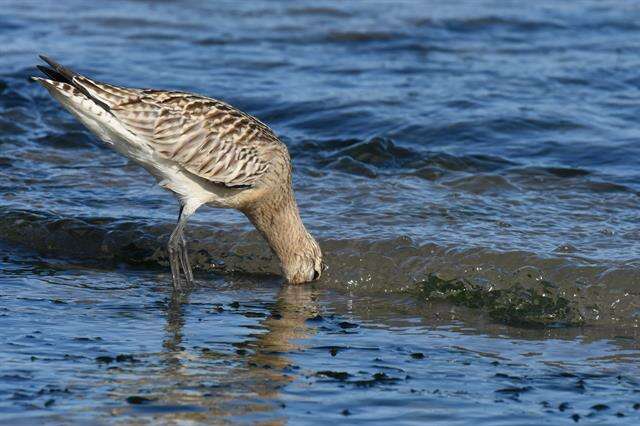 Image of Limosa Brisson 1760