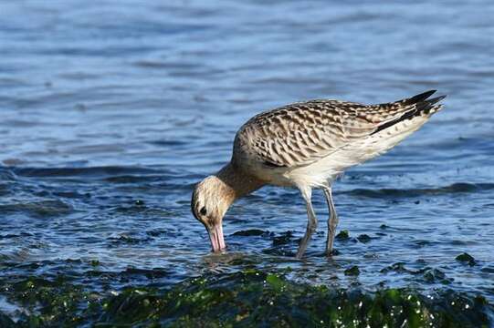 Image of Limosa Brisson 1760