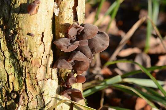 Image of Auricularia