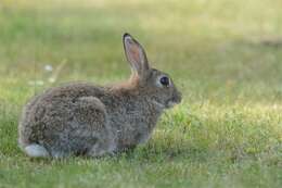 Image of Oryctolagus Lilljeborg 1873