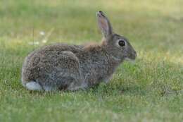 Image of Oryctolagus Lilljeborg 1873