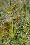 Image of grapefern