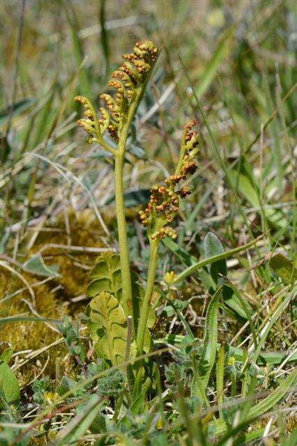 Image of grapefern