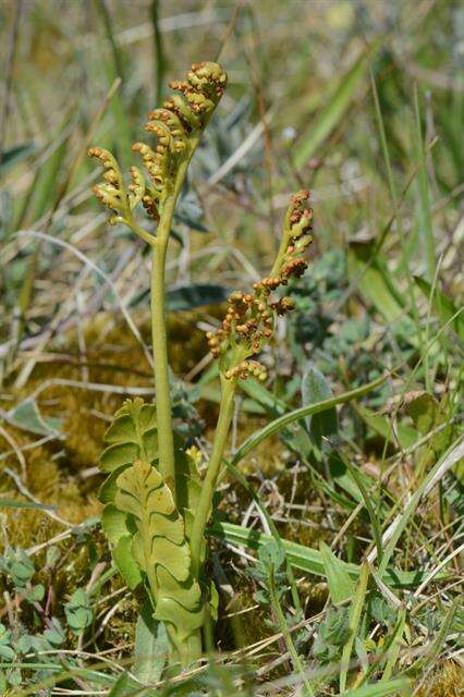 Image of grapefern