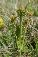 Image of grapefern