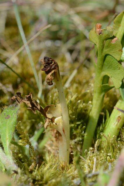 Image of grapefern