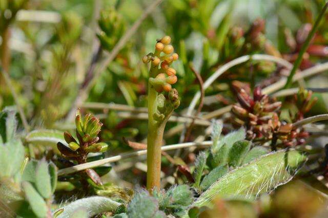 Image of grapefern