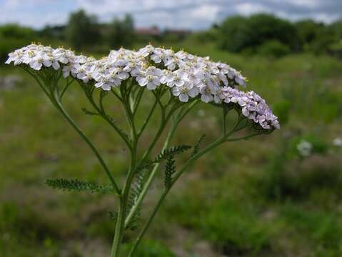 Image of yarrow