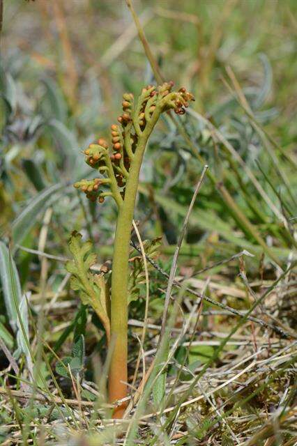 Image of grapefern