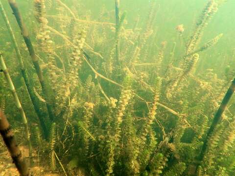 Image of waterweed