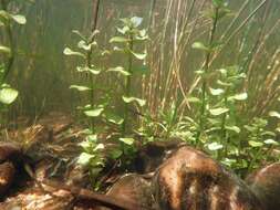 Image of Water Mint