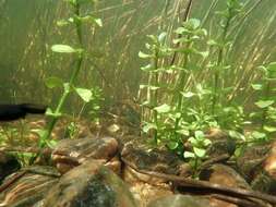 Image of Water Mint