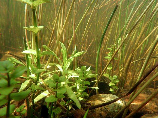 Image of <i>Myosotis laxa</i> subsp. <i>caespitosa</i>