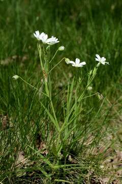 Image of Stellaria