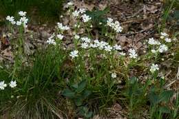 صورة Stellaria