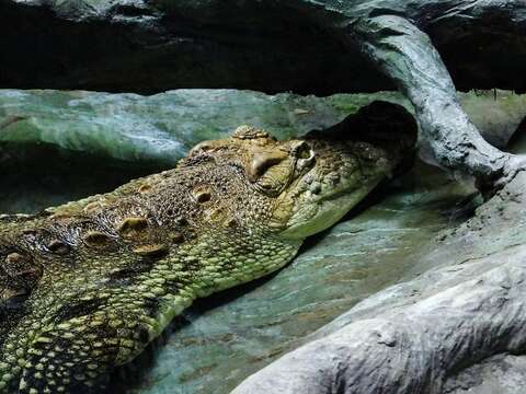 Image of alligators