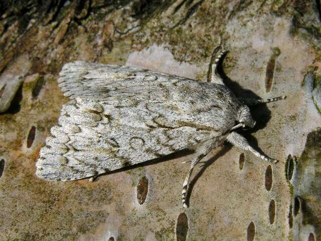 Image of Dagger Moths