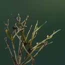 Image of Compact Stonewort