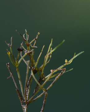 Imagem de Nitella mucronata